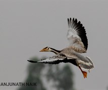 Bar Headed Goose