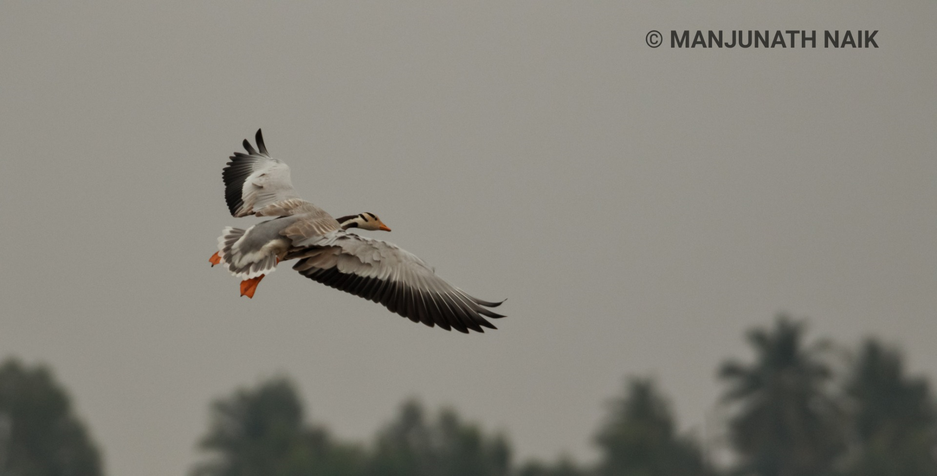 Bar Headed Goose