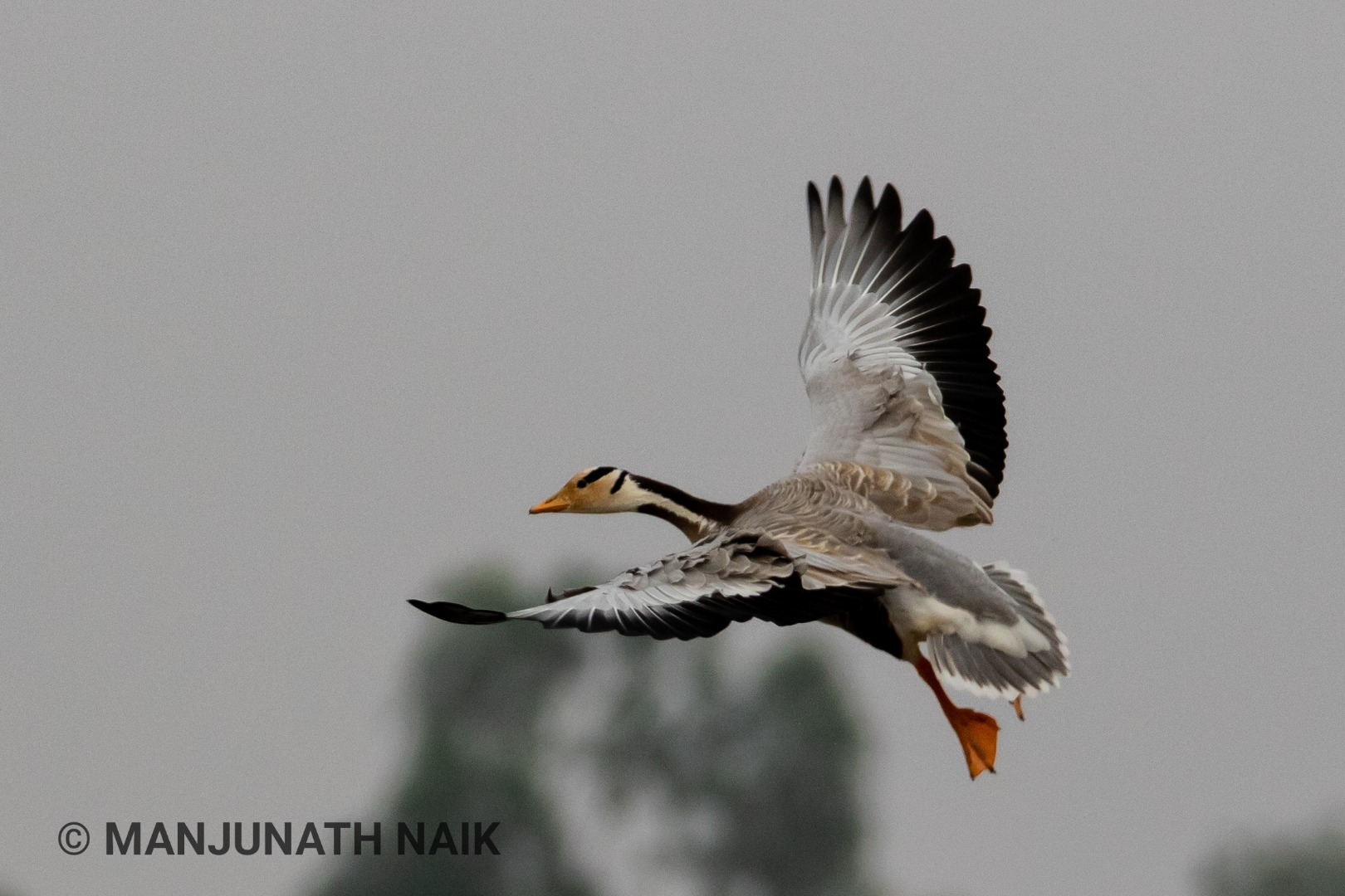 Bar Headed Goose