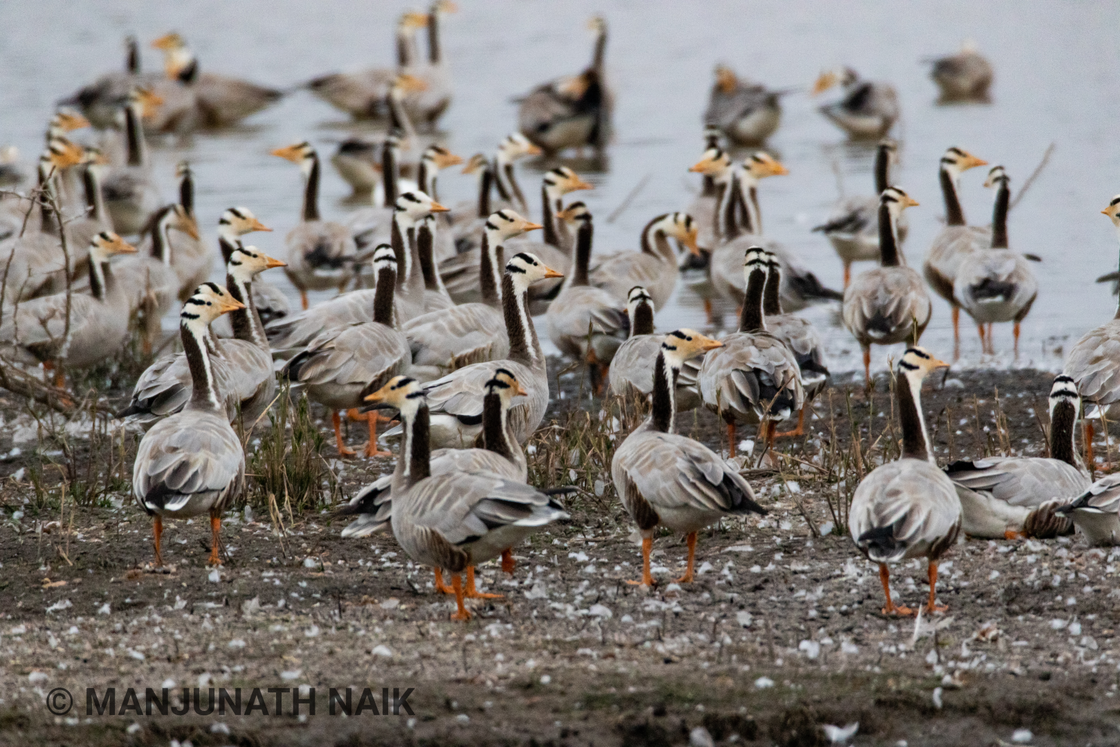 Bar Headed Goose