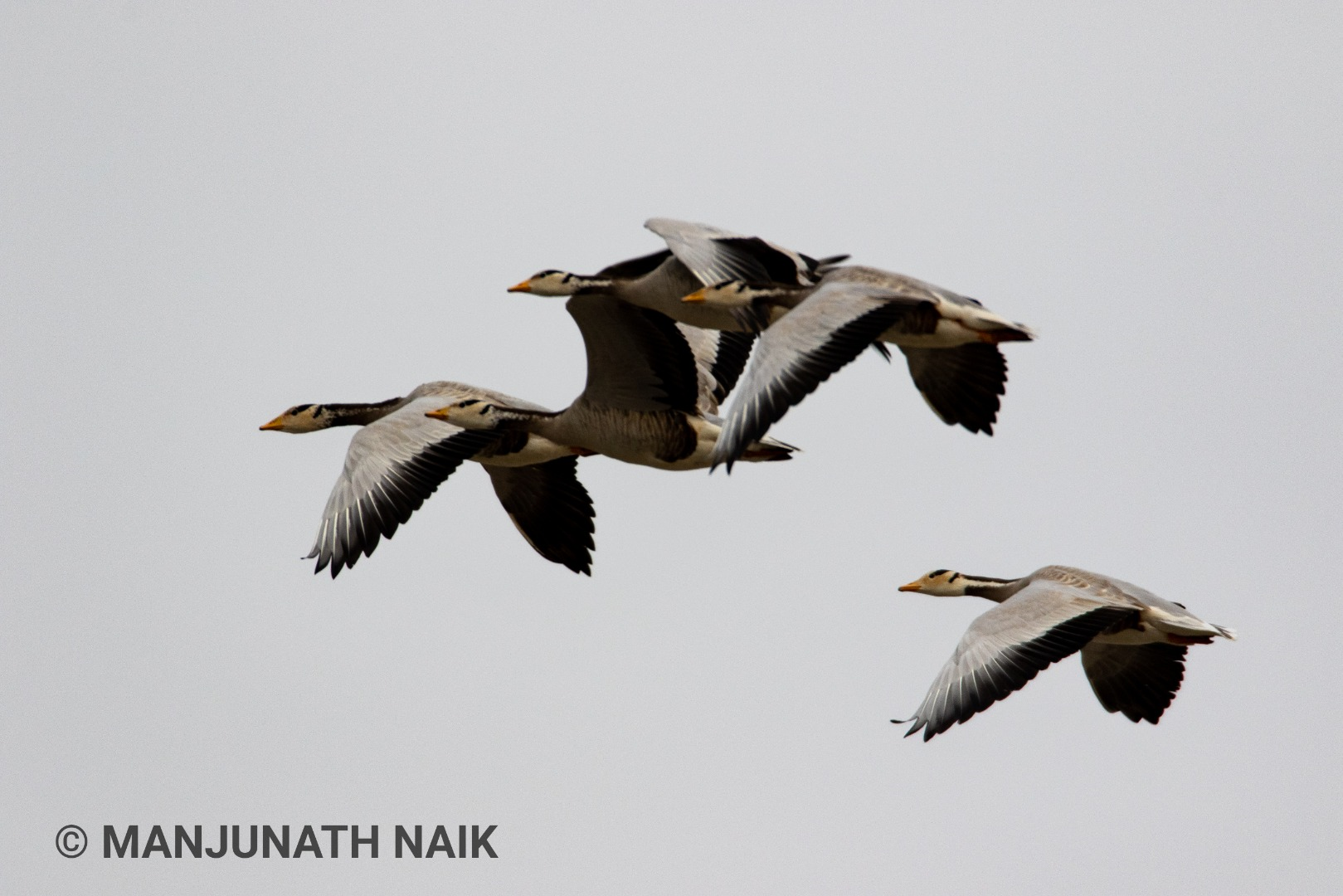 Bar Headed Goose