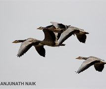 Bar Headed Goose