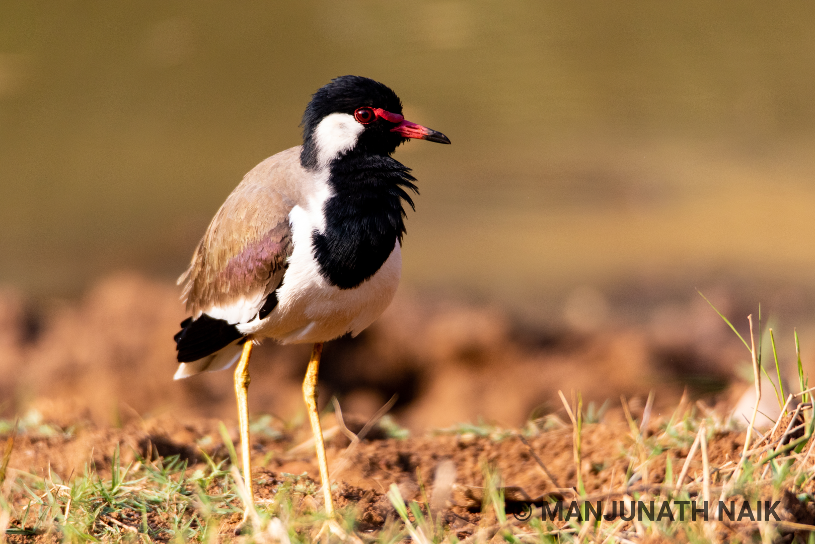 Red-wattled Lapwing