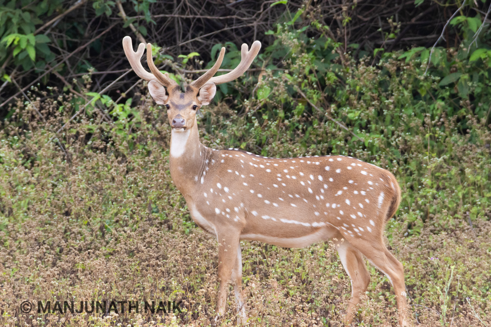 Chital - Spotted Deer