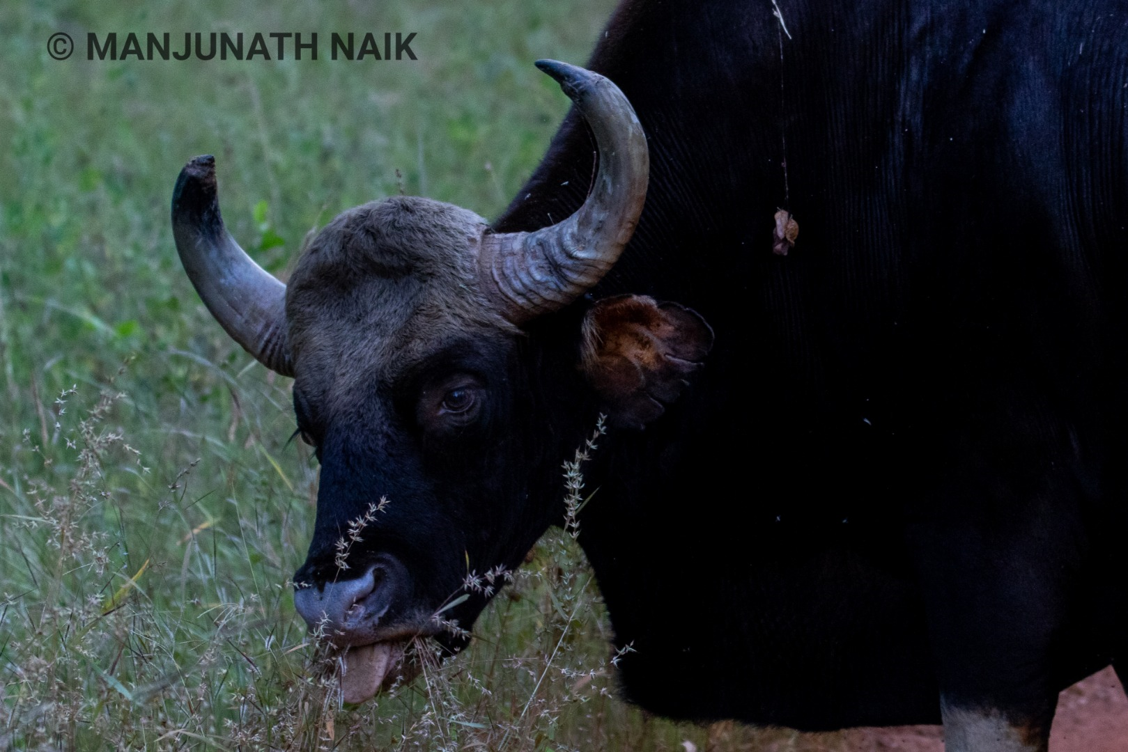 Indian Gaur -Male