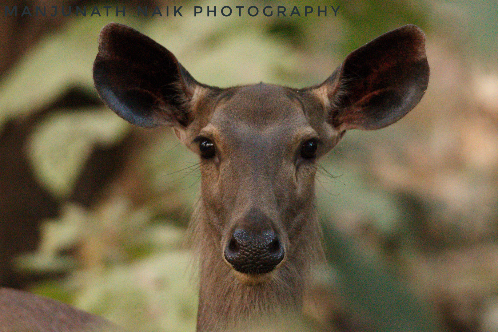 Sambar Deer- Female