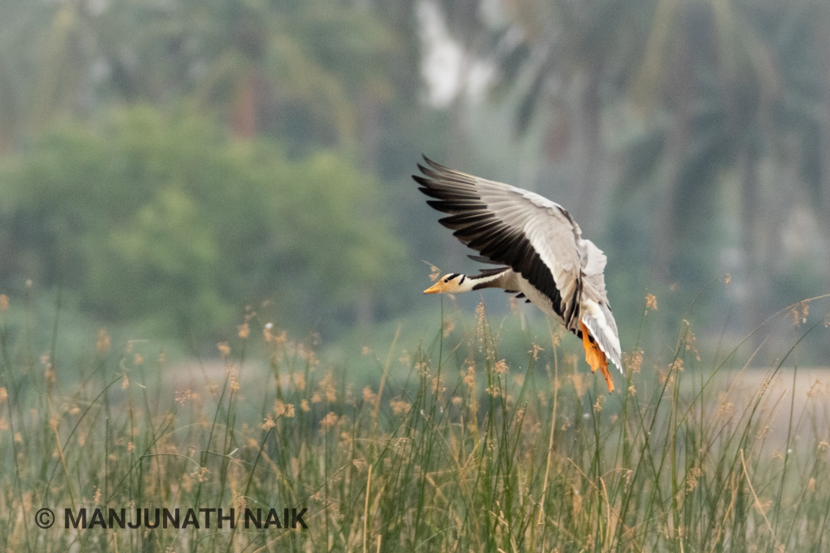 Bar Headed Goose