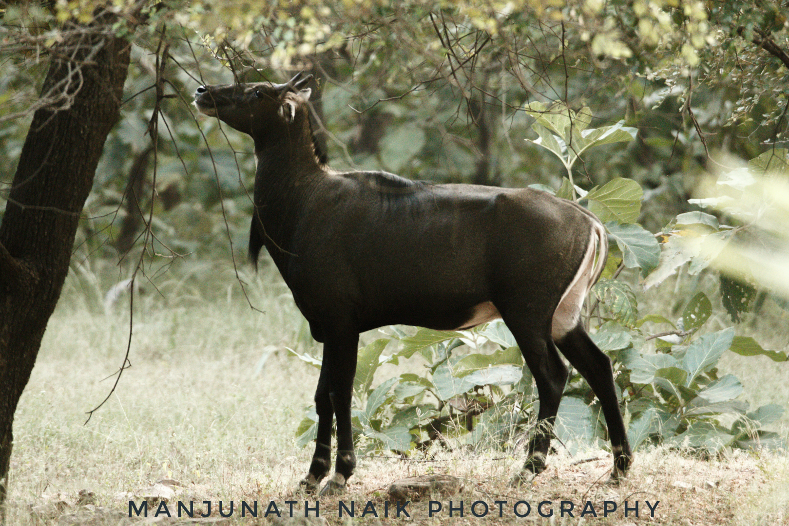 Blue Bull ( Nilgai )