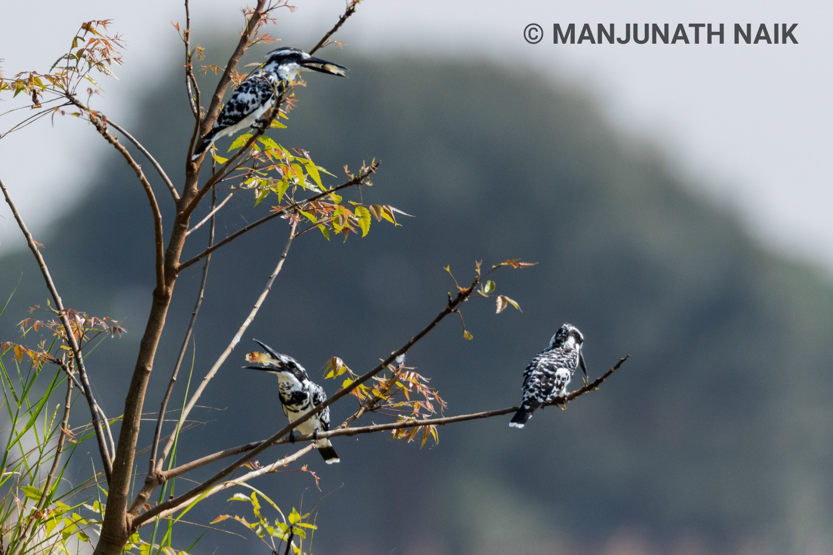 Pied Kingfisher