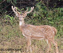 Chital - Spotted Deer