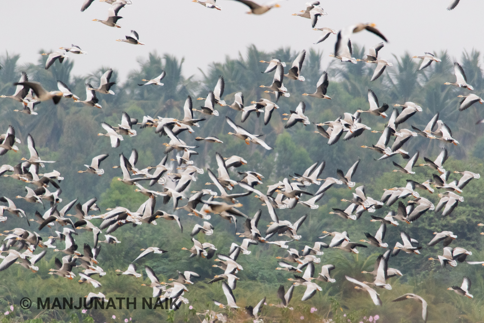 Bar Headed Goose