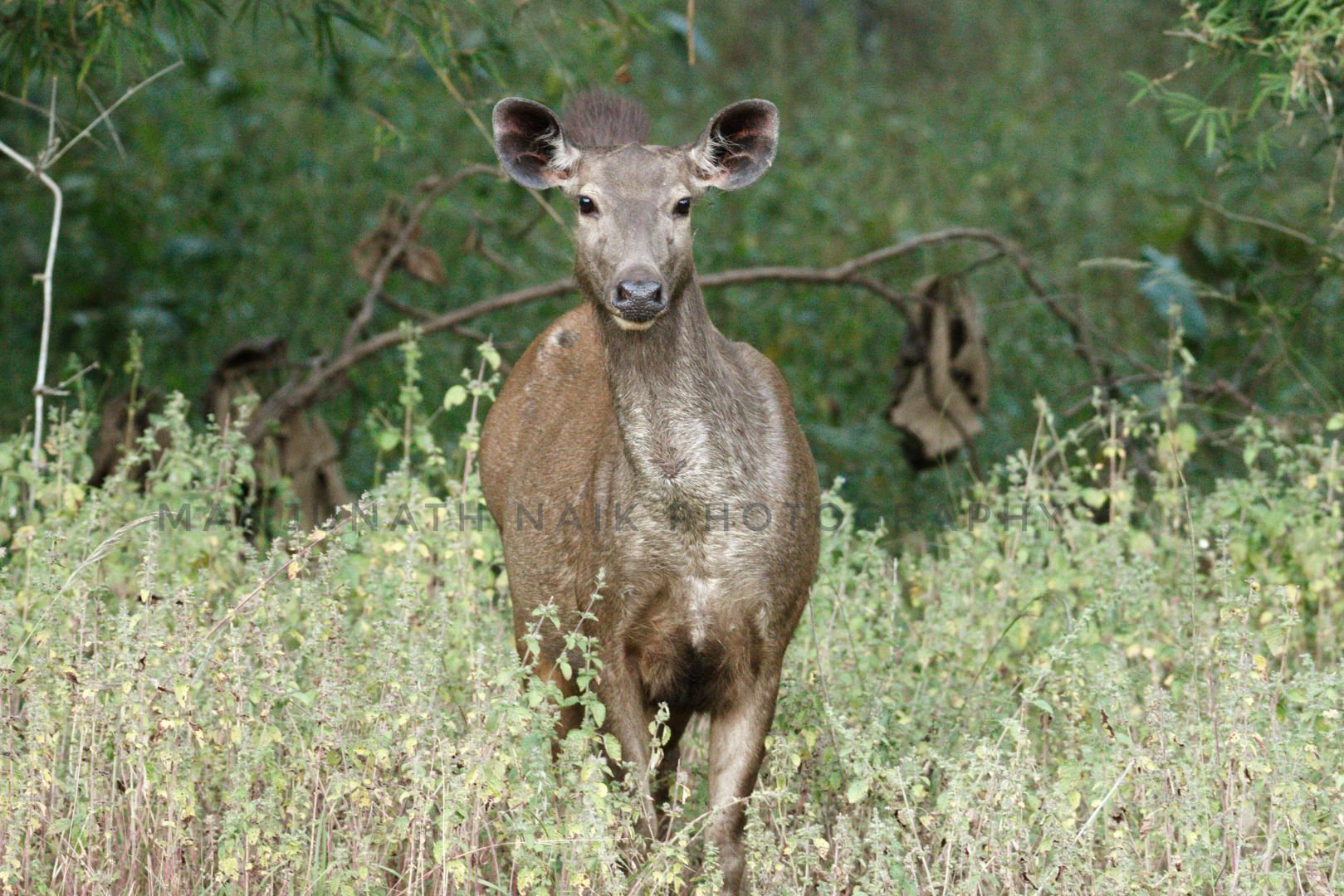 Sambar Deer - Female 