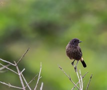 Peid Bushchat