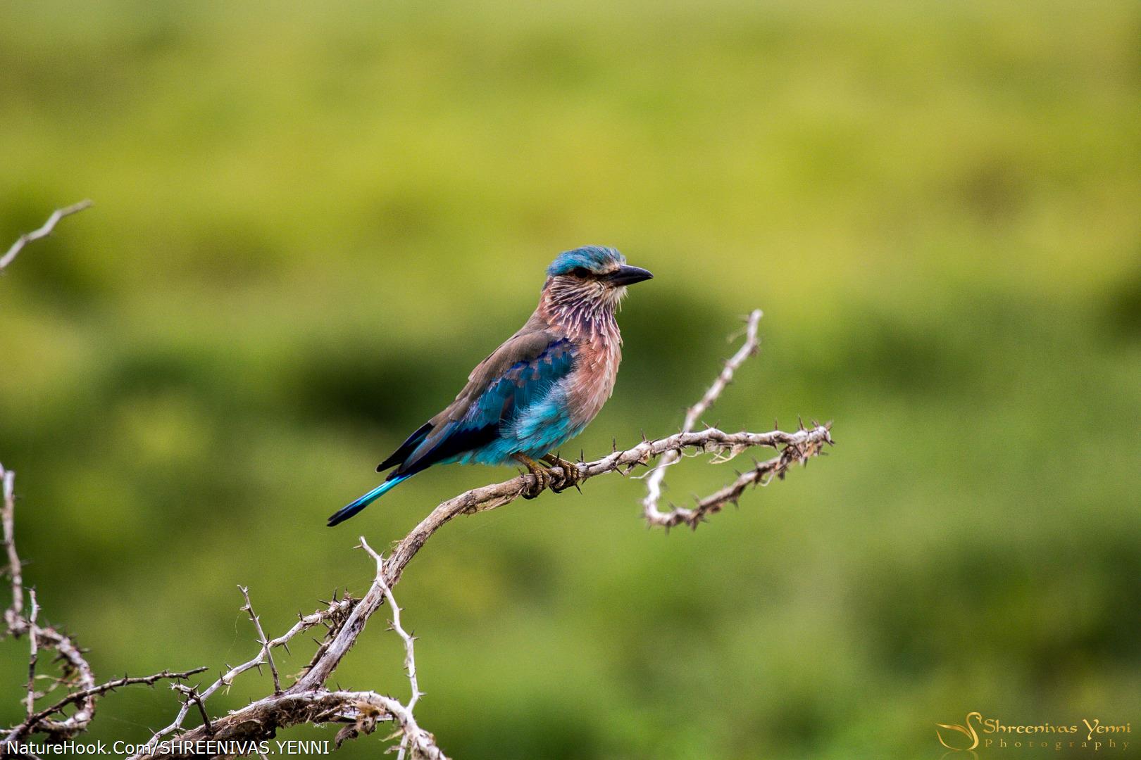 Indian Roller