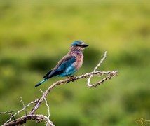 Indian Roller