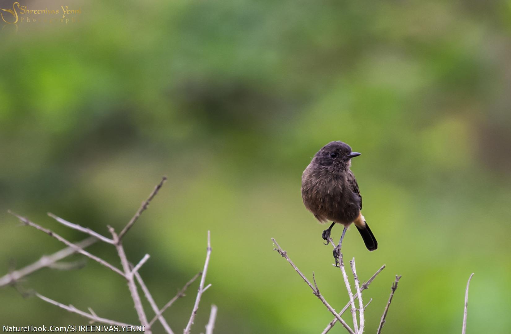 Peid Bushchat