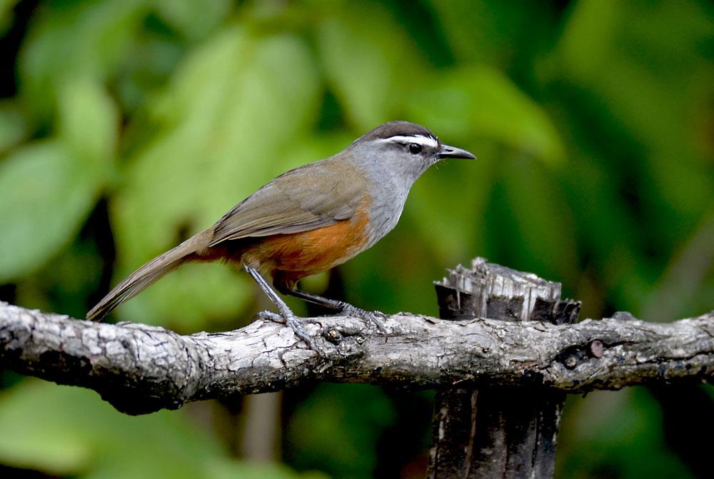 Grey-breasted Laughingthrush