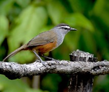 Grey-breasted Laughingthrush