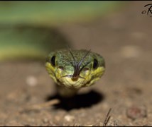 Bamboo pit viper