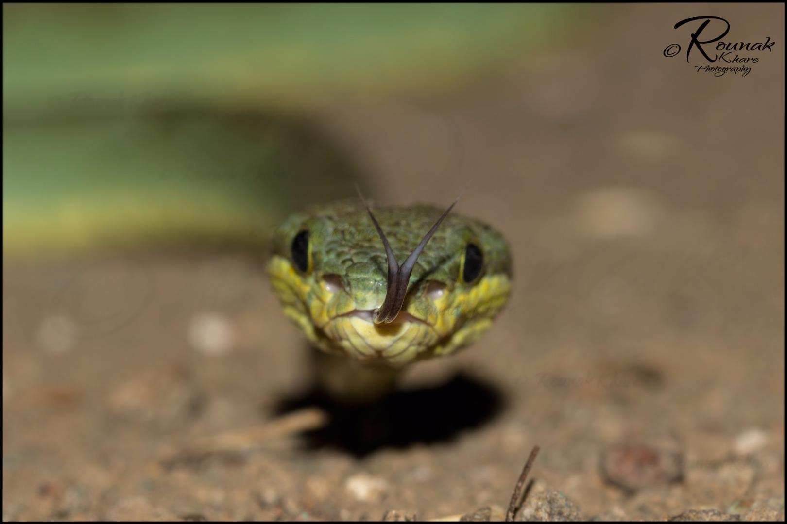 Bamboo pit viper