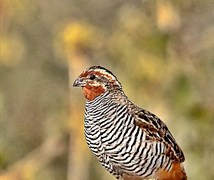 Jungle Bush Quail