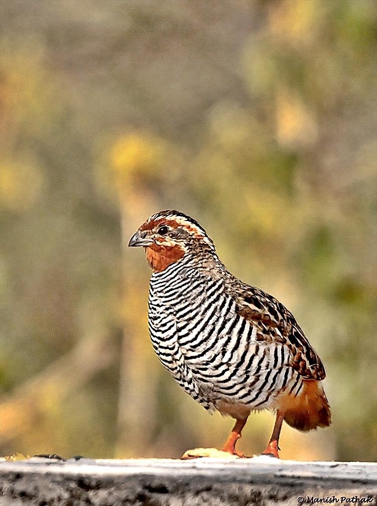 Jungle Bush Quail