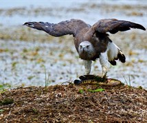 fish eagle