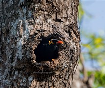 Common hill myna