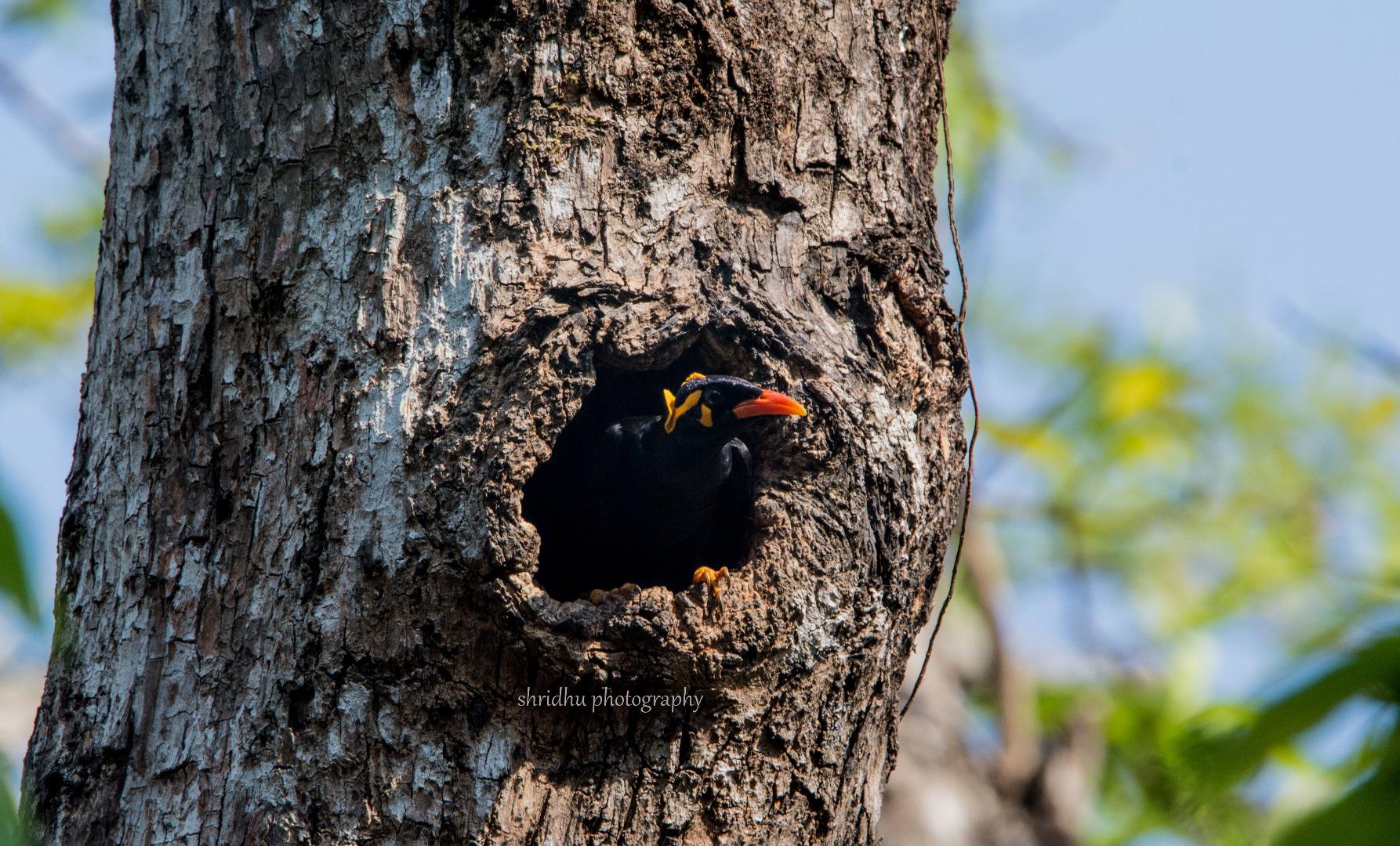 Common hill myna