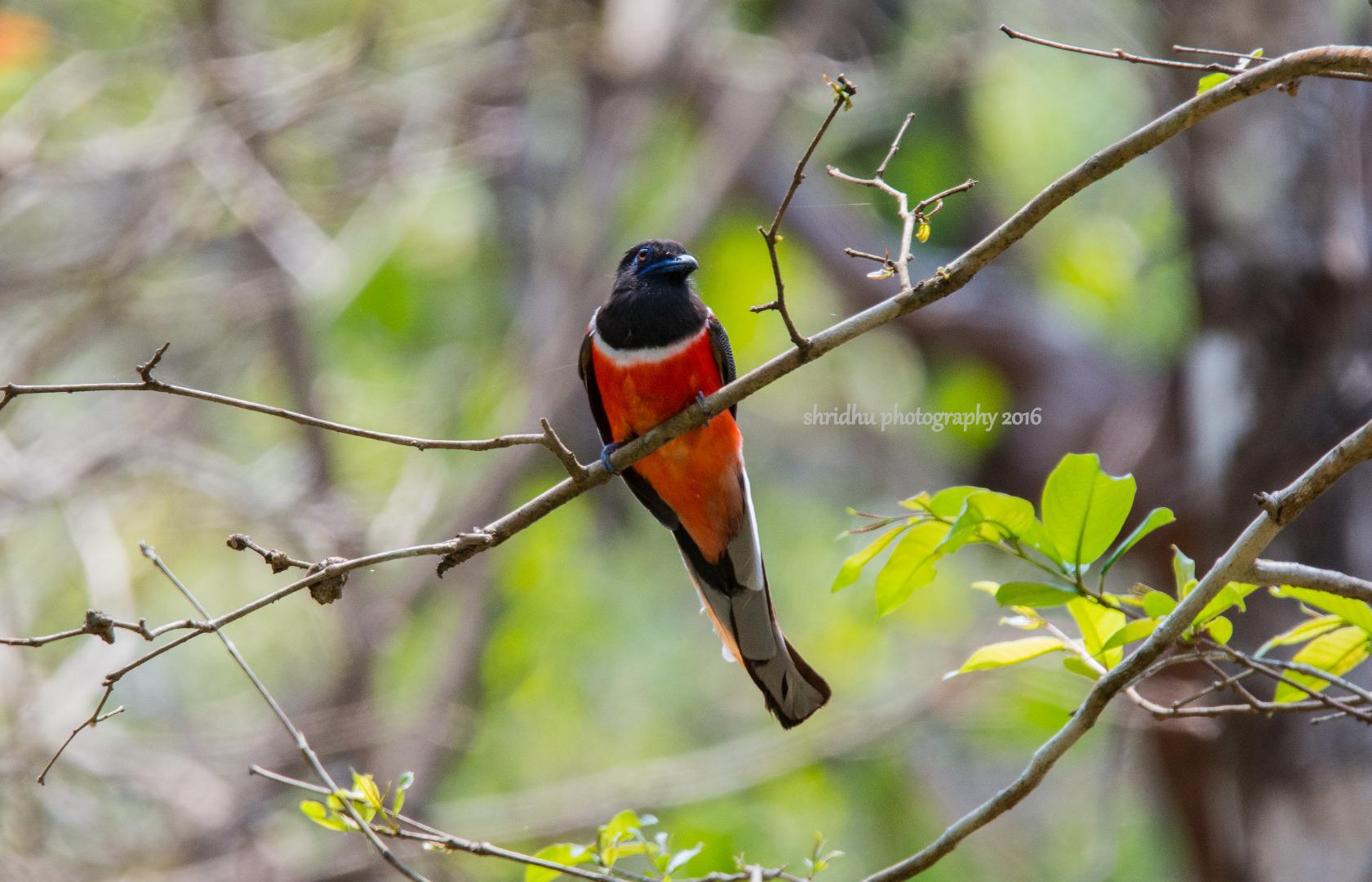 malabar trogon