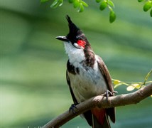 Red whiskered bulbul