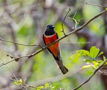 malabar trogon