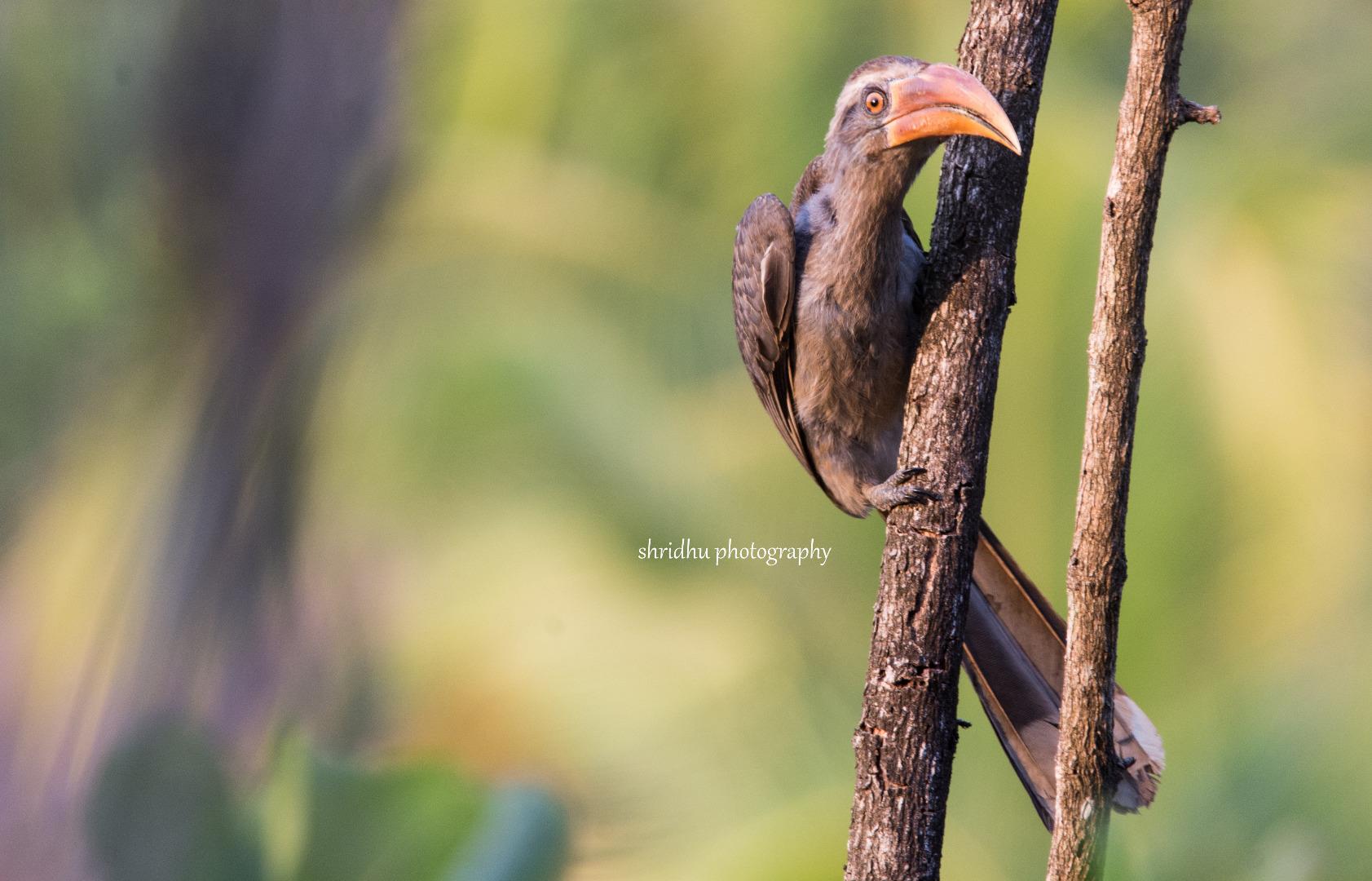 malabar grey hornbill