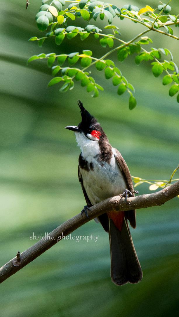 Red whiskered bulbul