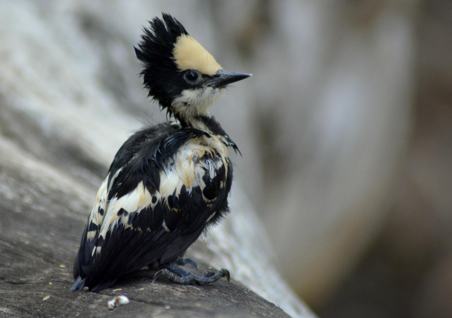 Heart spotted woodpecker