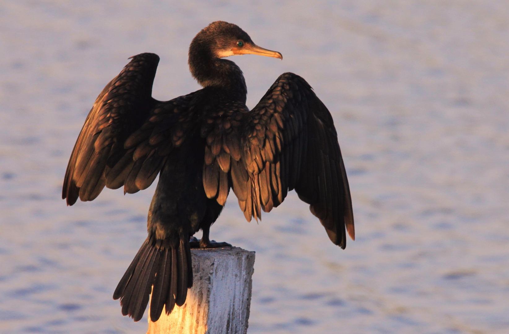 Large Cormorant(Phalacrocorax 