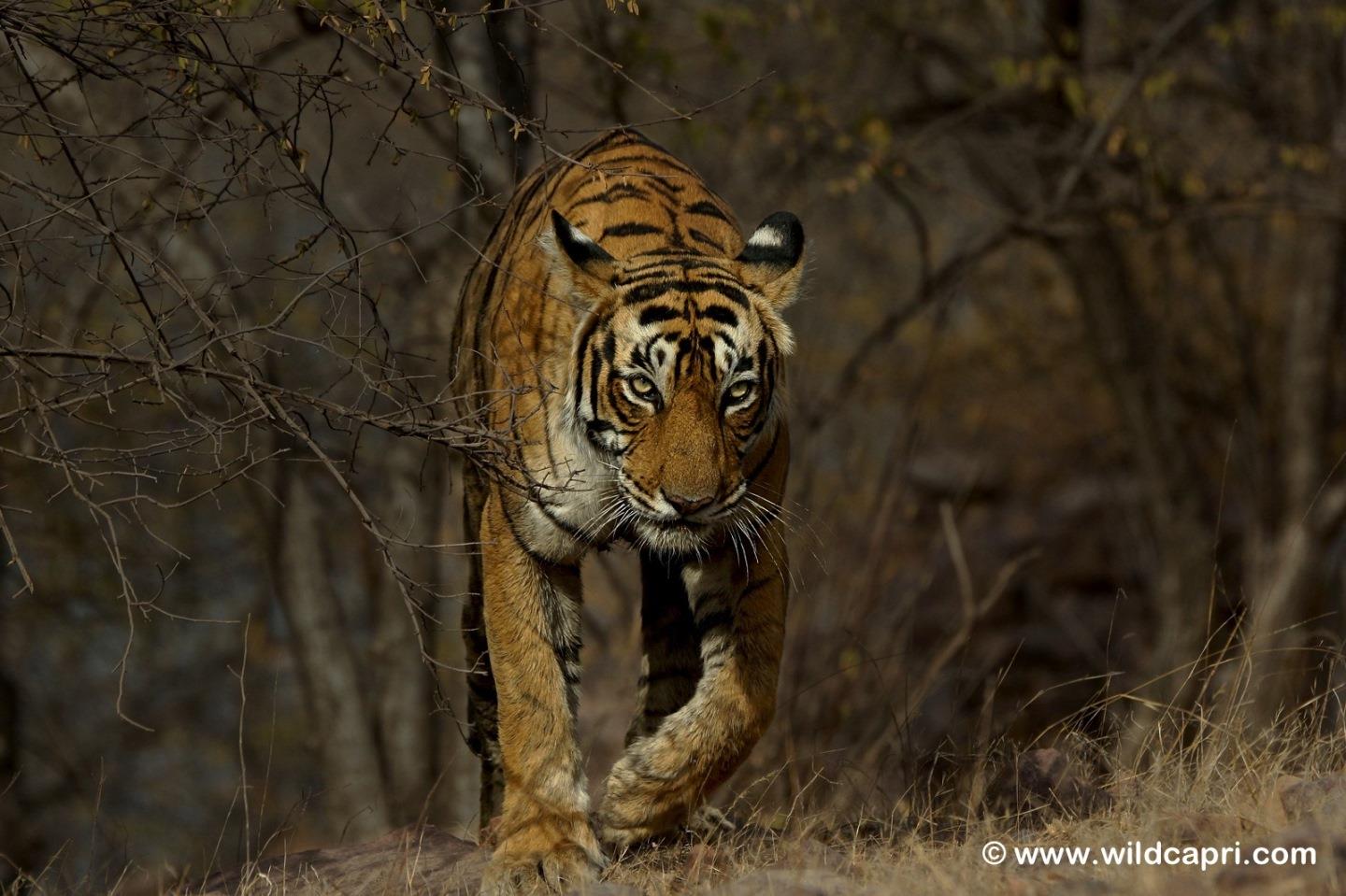 Tiger ( Panthera tigris )