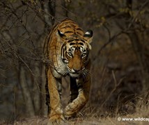 Tiger ( Panthera tigris )