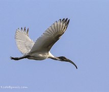 black-headed Ibis