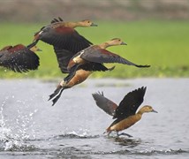 LESSER WHISTLING TEAL