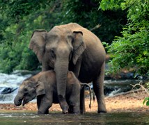  Asian elephant Mother and cal