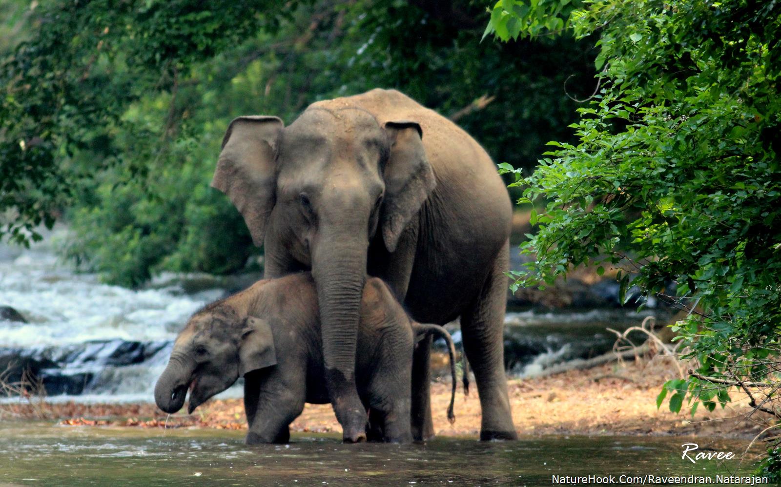  Asian elephant Mother and cal