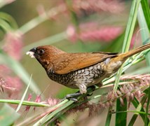 ID :- Scaly breasted munia