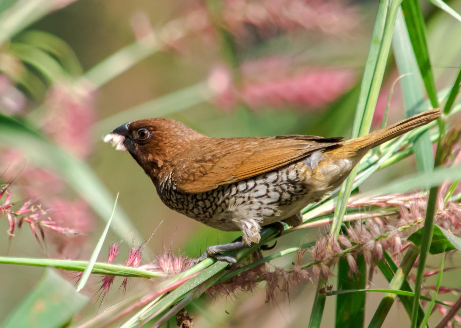 ID :- Scaly breasted munia