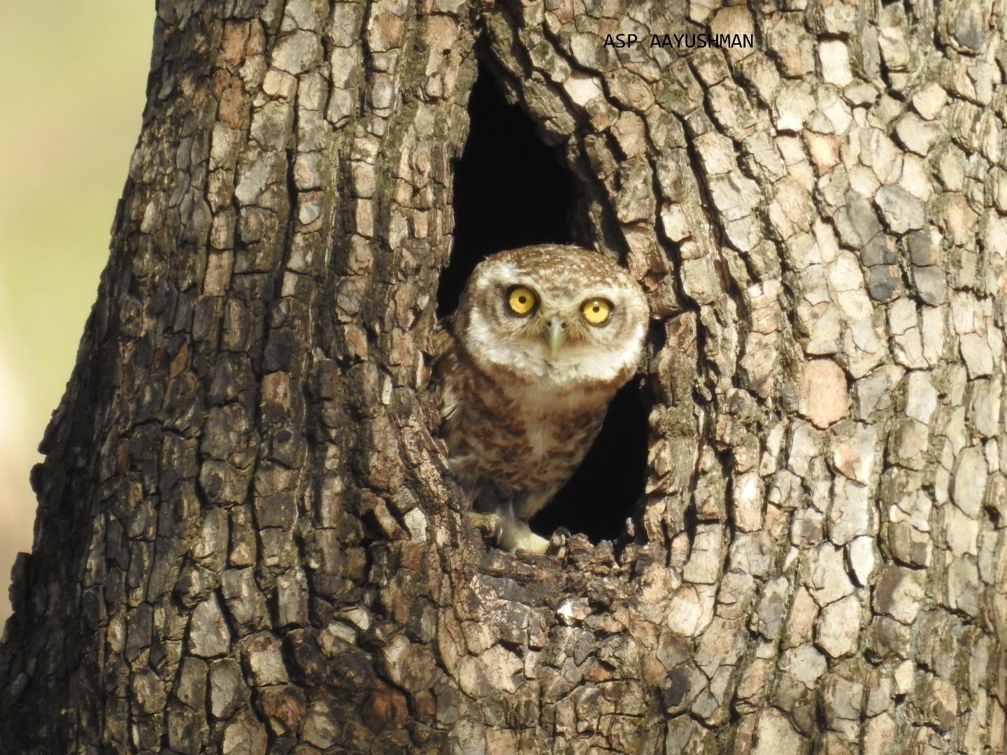 Spotted Owlet