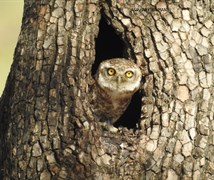 Spotted Owlet