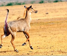 Nilgai female