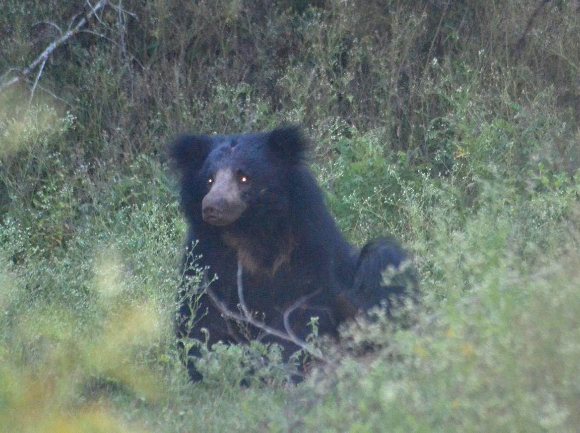 Indian Sloth Bear