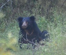 Indian Sloth Bear