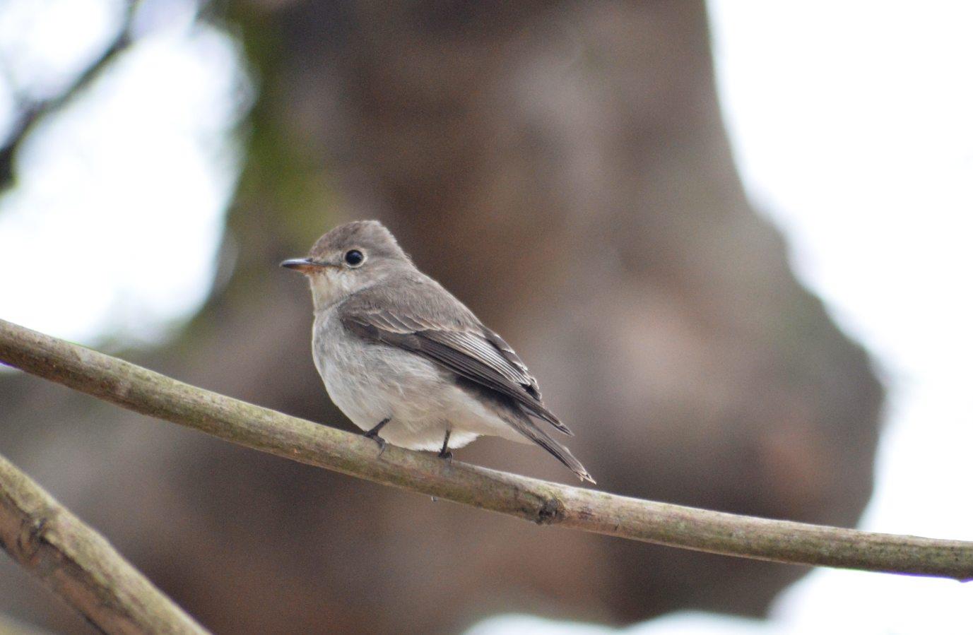 Brown Breasted Flycatcher